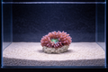 Poseidon-Poseidonartrocks-Anemone-cove