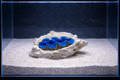 Poseidon-Poseidonartrocks-aquarium-tank-Aquascaping-Tridacna-Holder